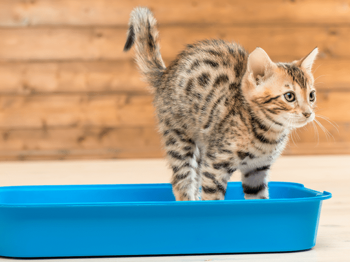 apprendre la propreté à un chaton