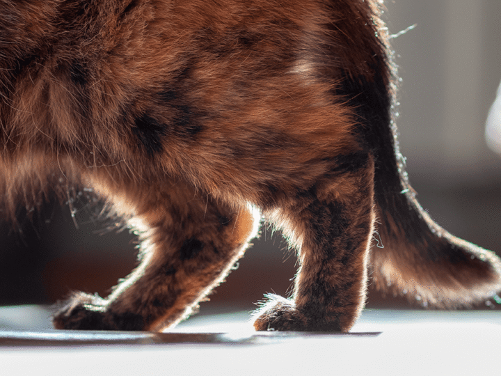 l'arthrose chez le chat