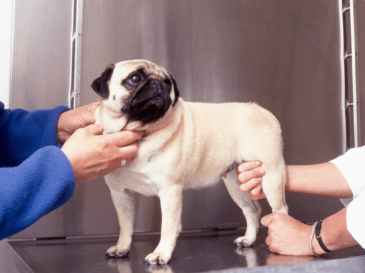 l'arthrose chez le chien