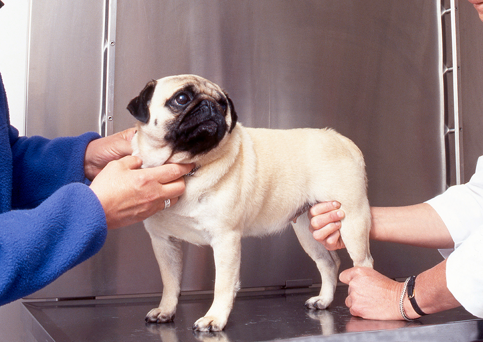 l'arthrose chez le chien