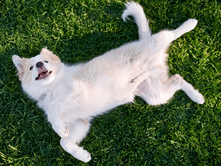 ascite chez le chien