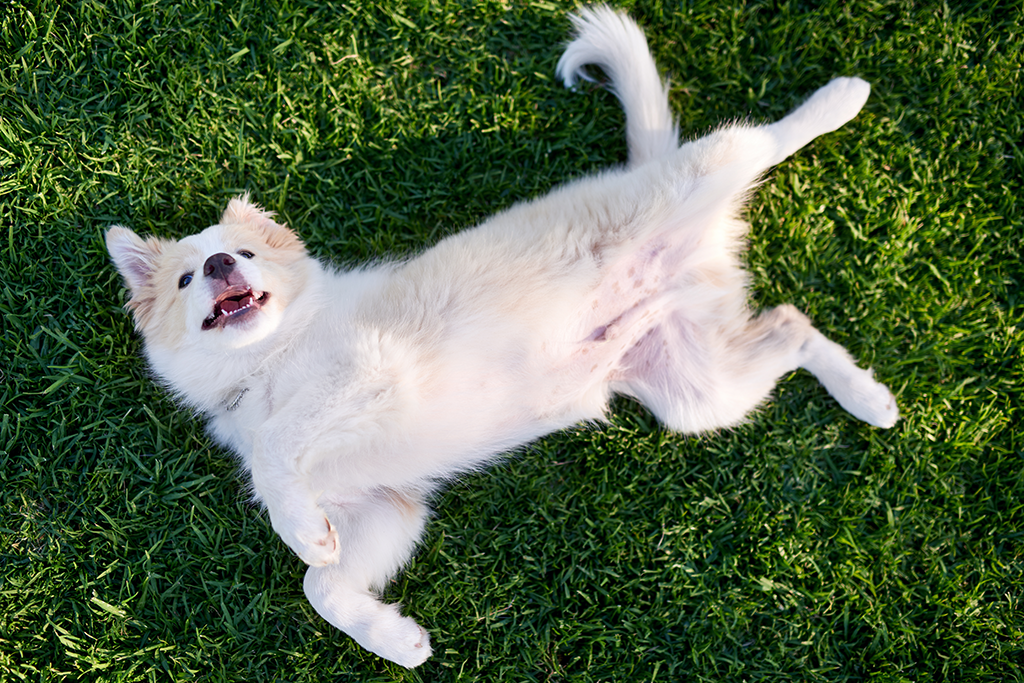ascite chez le chien