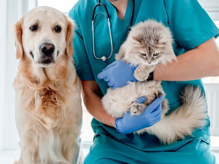 La feuille de soins de l'assurance animaux Assur O'Poil