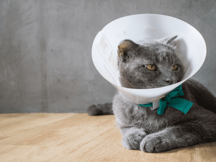 assurer un chat déjà malade