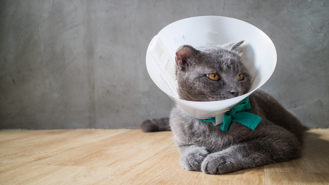 assurer un chat déjà malade