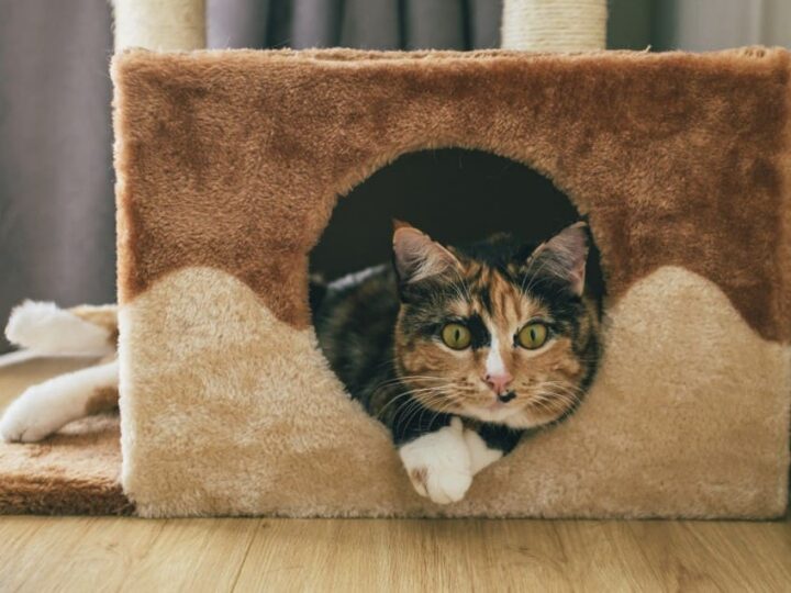 assurer un chat non identifié