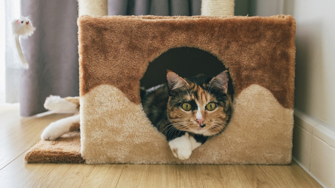 assurer un chat non identifié