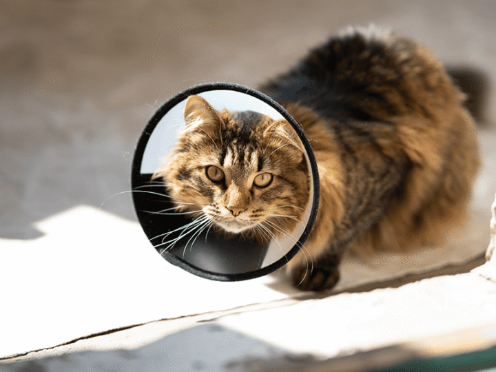 l'assurance chat rembourse la stérilisation