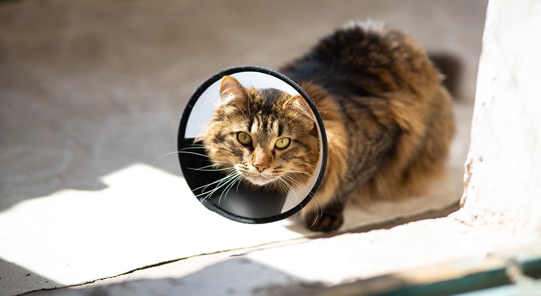 l'assurance chat rembourse la stérilisation
