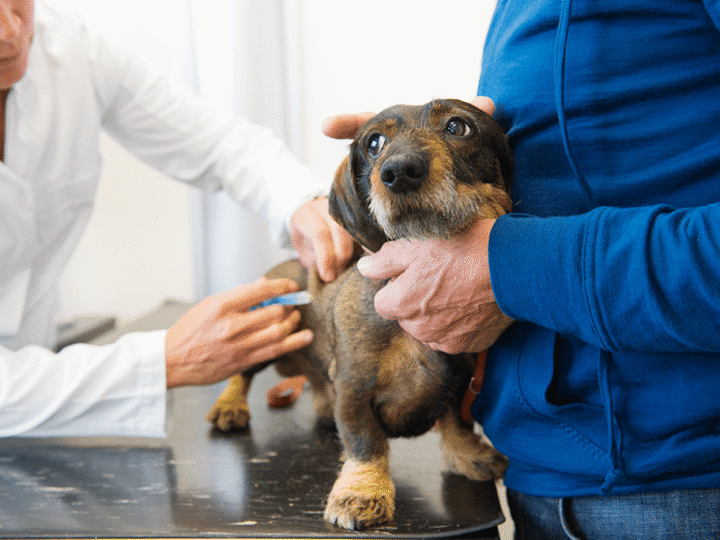 le remboursement du vaccin par l'assurance chien