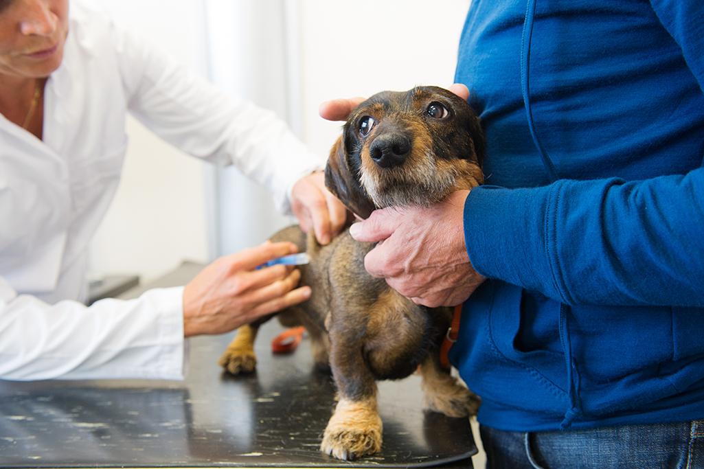 le remboursement du vaccin par l'assurance chien