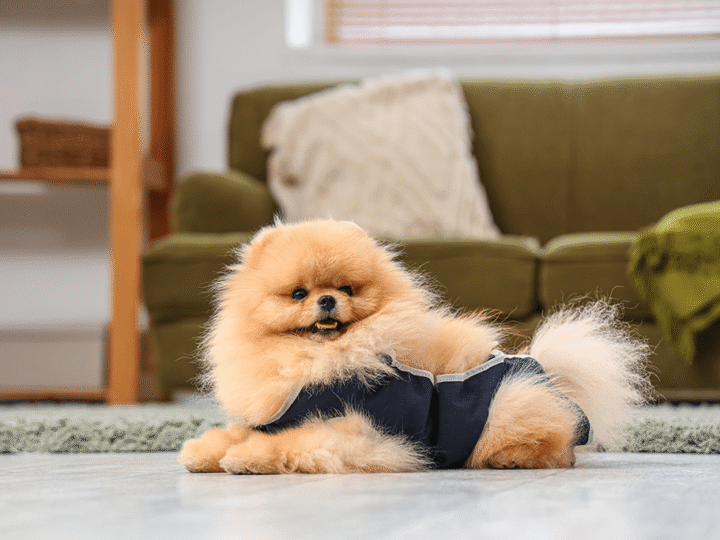 le remboursement de la stérilisation chien par l'assurance