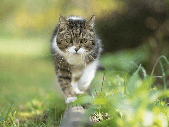 assurer un chat d'extérieur
