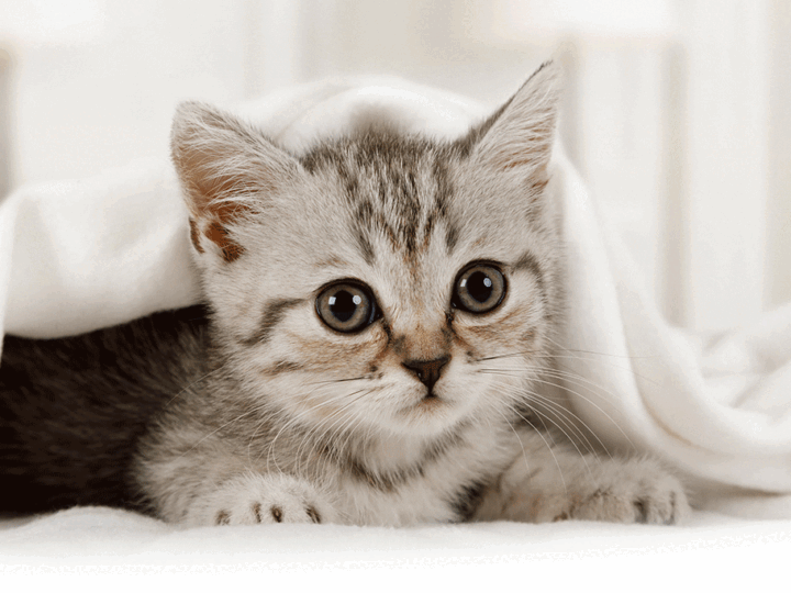 assurer un chaton dès les premiers mois qui suivent son adoption