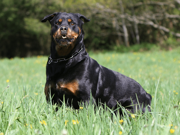 assurer un chien catégorisé