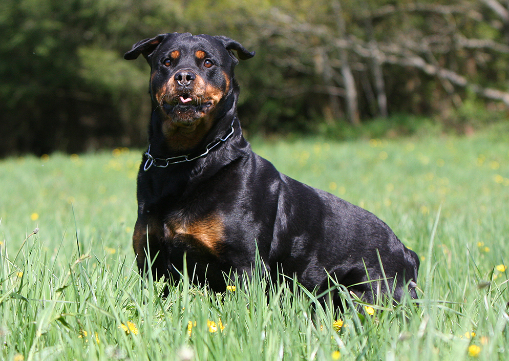 assurer un chien catégorisé