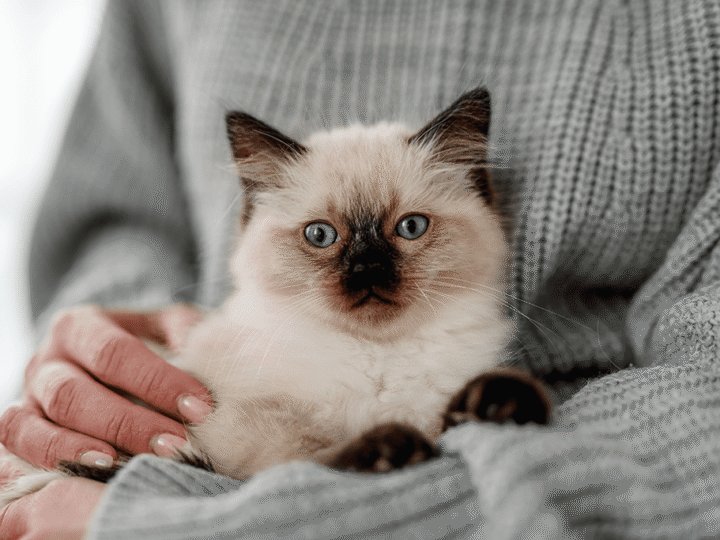 assurer une race de chat