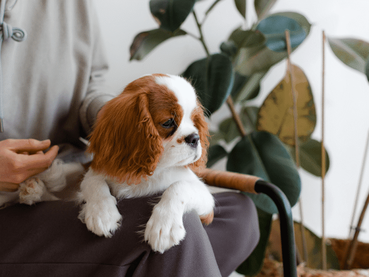 assurer une race de chien