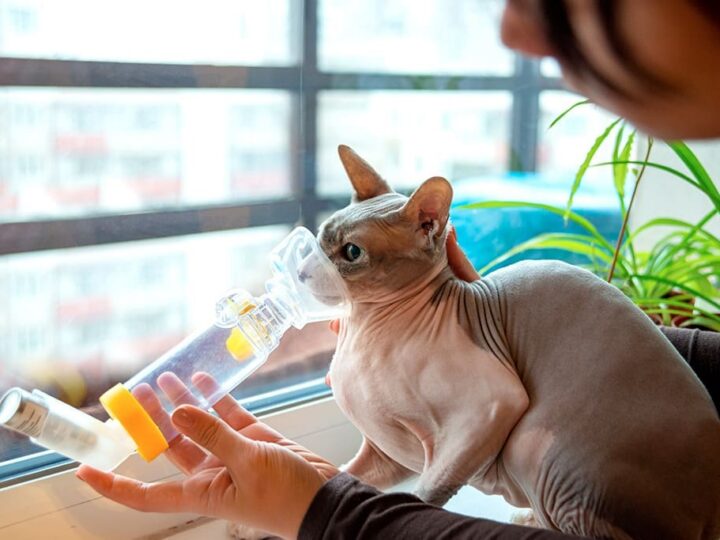 l'asthme chez le chat