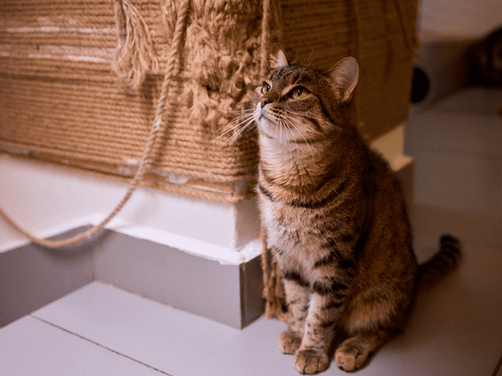 astuce pour que le chat arrête de griffer les meubles