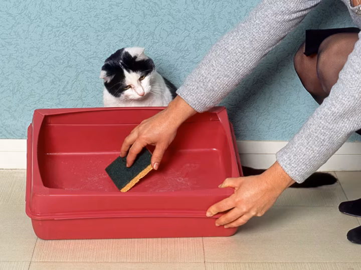 éliminer les odeurs de litière de chat
