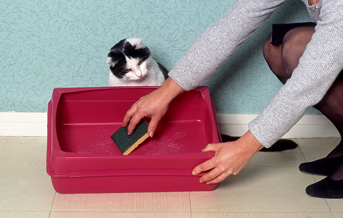 éliminer les odeurs de litière de chat