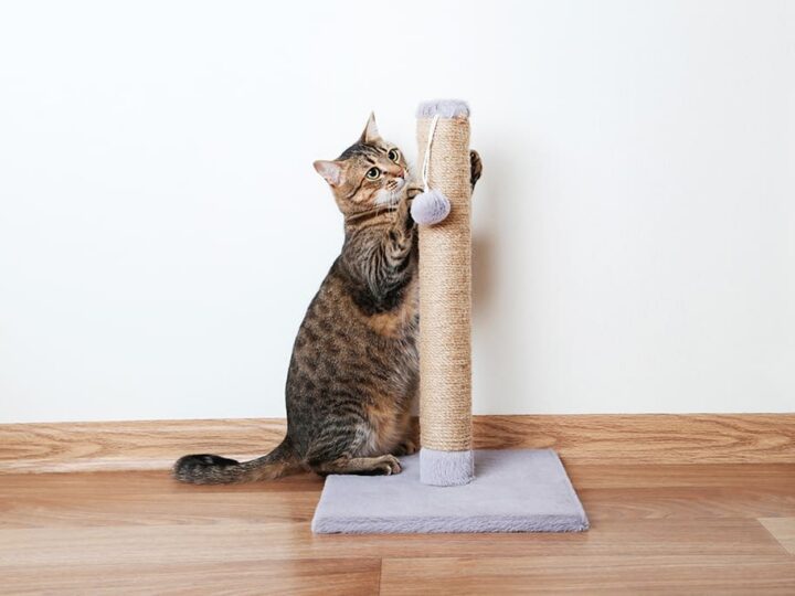 attirer son chat vers un griffoir