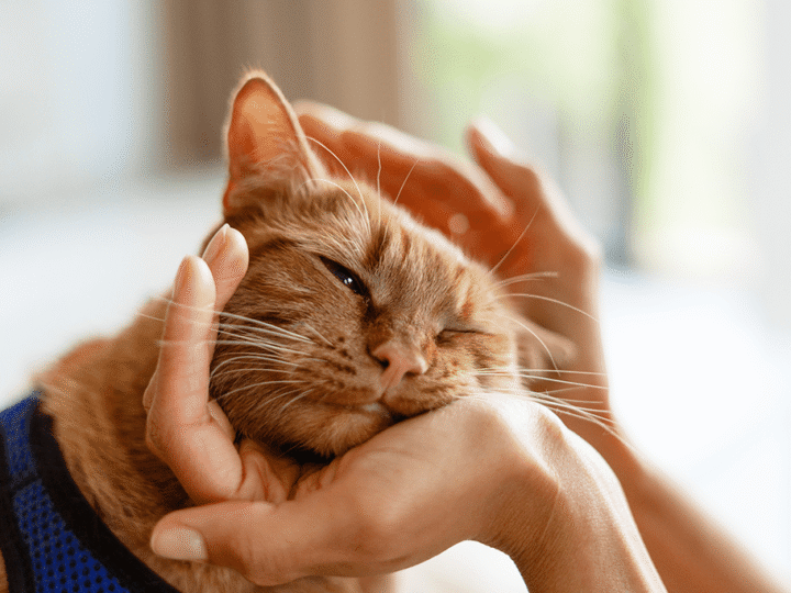 l'avc chez un chat