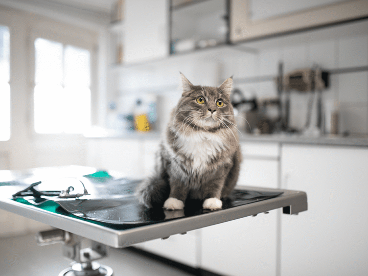 avortement d'une chatte