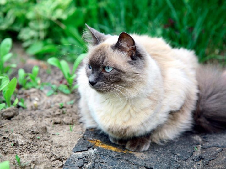 un chat balinais