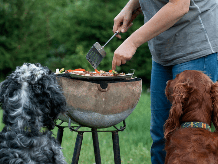 les dangers du barbecue pour un chien, un chat
