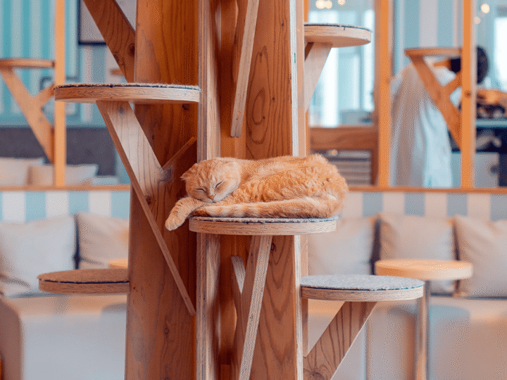 le concept des bars à chats