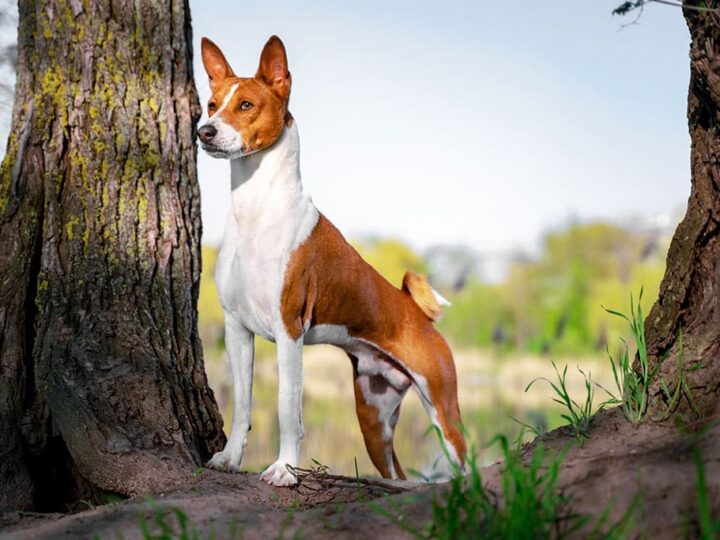 un chien basenji