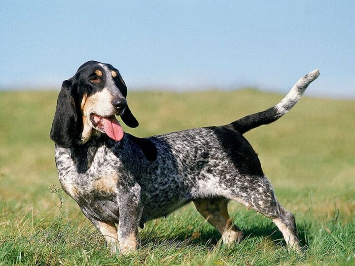 un chien basset bleu de gascogne
