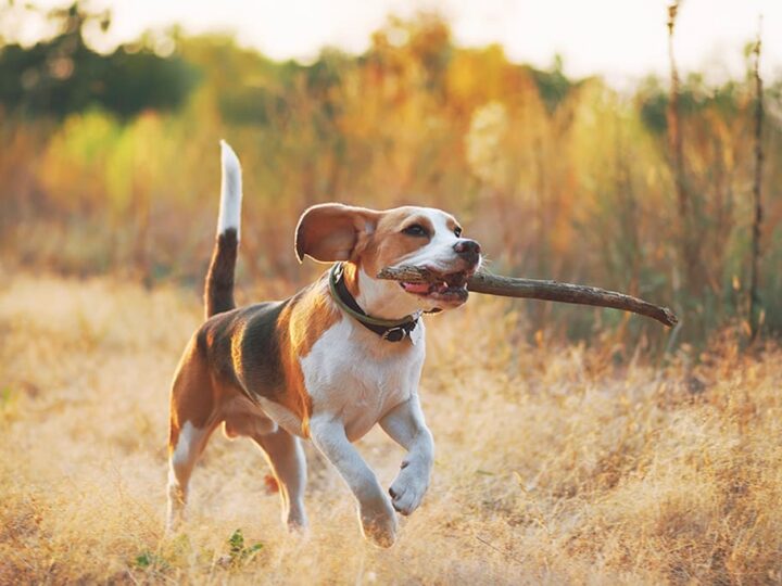 un chien beagle