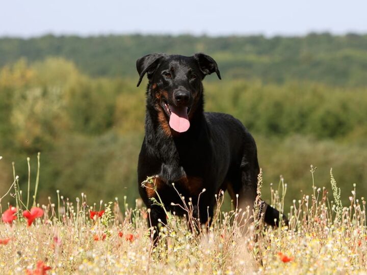 un chien beauceron