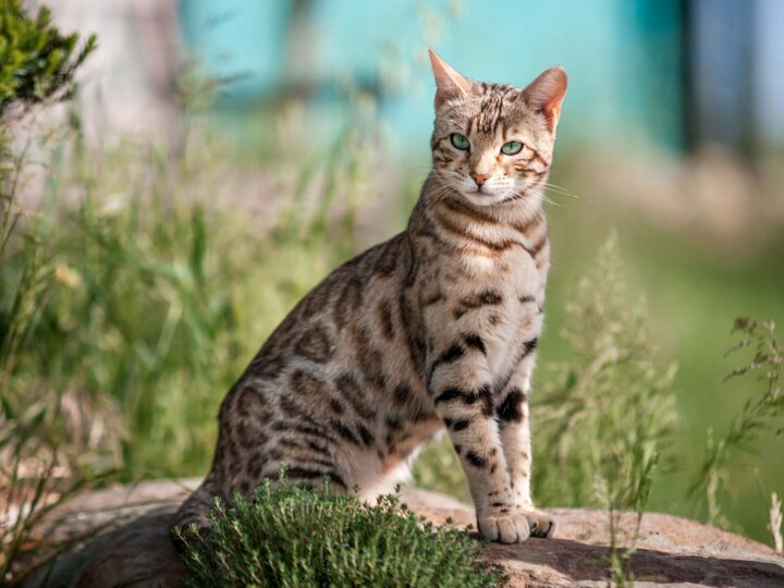 un chat Bengal