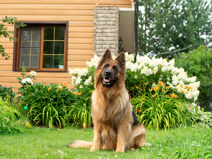 un chien berger allemand