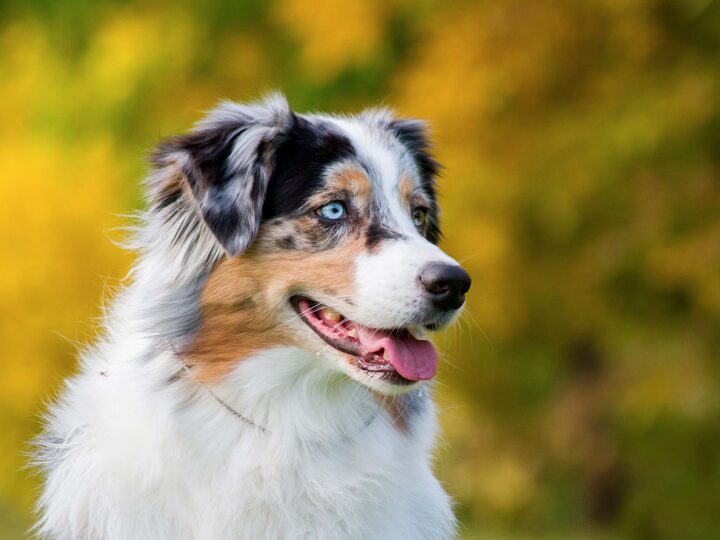 un berger australien