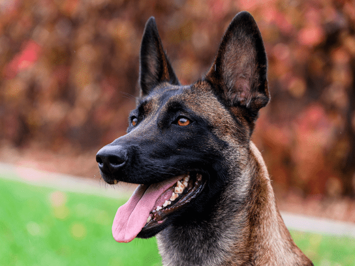 un chien berger belge