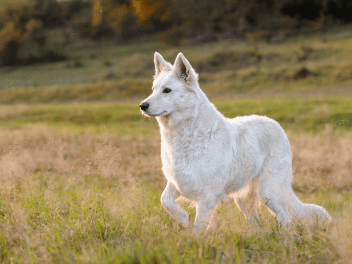 un chien berger blanc suisse