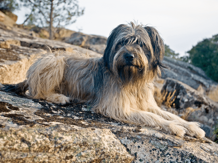 un chien de berger catalan