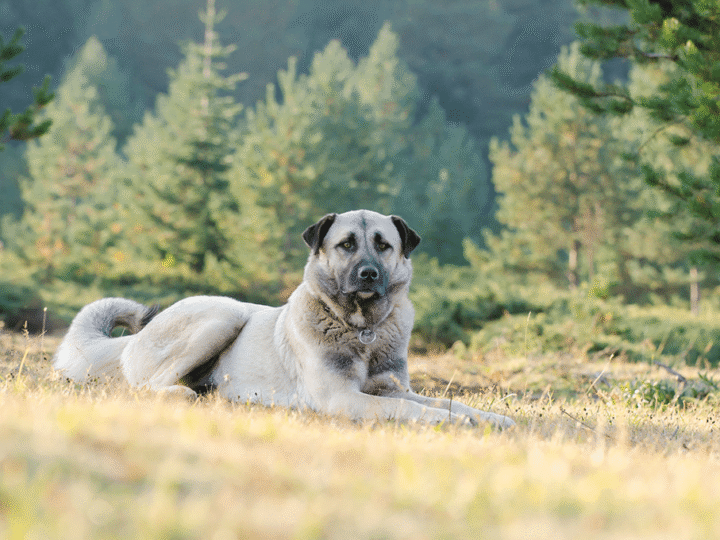 un chien berger d'anatolie