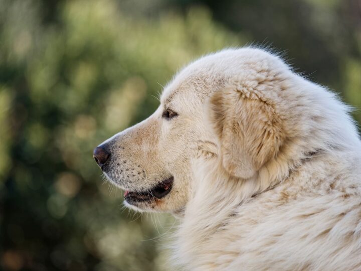 un chien berger de maremme et des abruzzes
