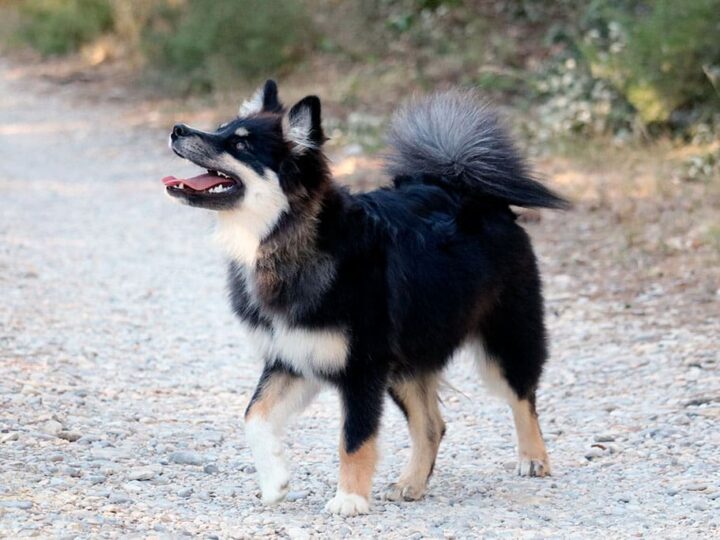 un chien berger finnois de laponie