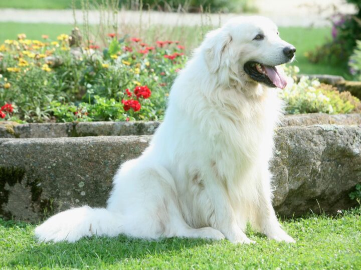 un chien berger polonais de podhale