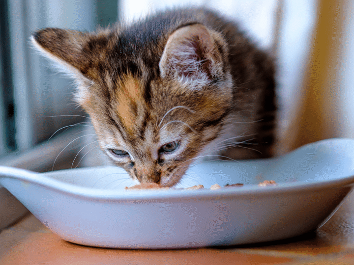 la bi-nutrition chez le chat