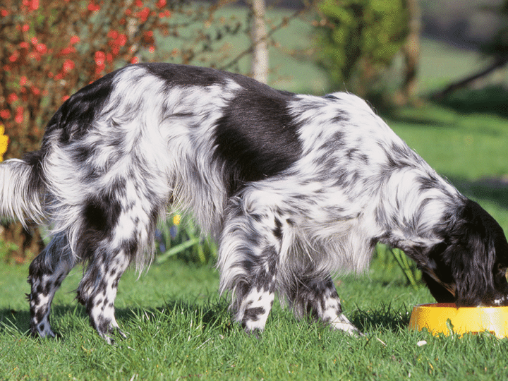 La bi-nutrition chez le chien