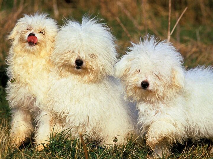 un chien bichon bolonais
