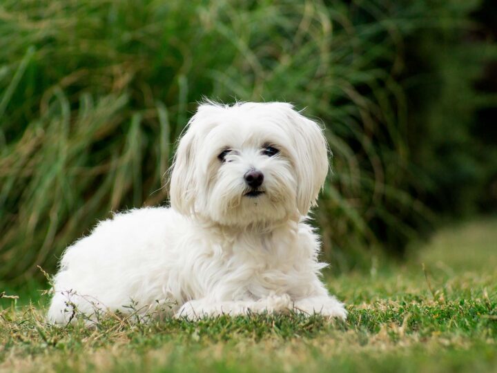 un bichon maltais